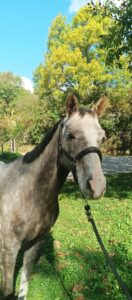 Poney Dsa