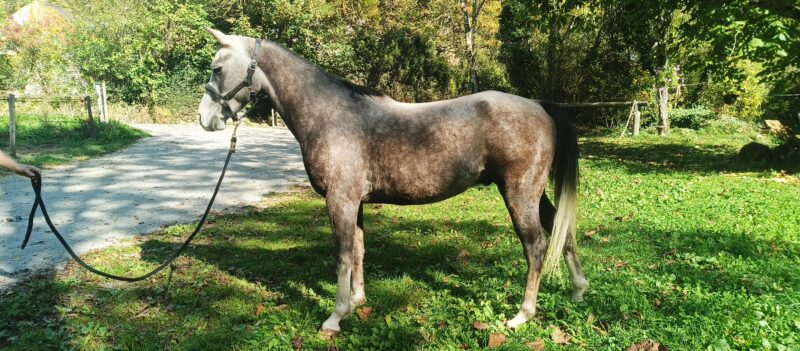 Poney Dsa